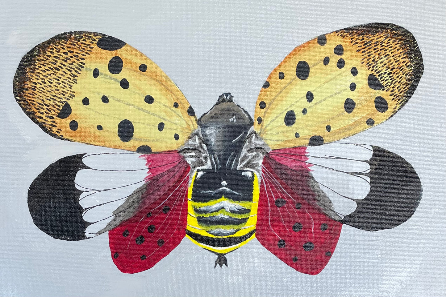 Spotted Lantern Fly Print